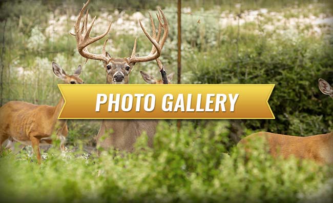 Cypress Ridge Hunting Preserve Photo Galleries