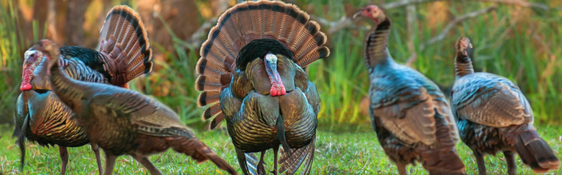 Osceola Turkey Hunts Cypress Ridge Hunting Preserve Osceola Turkey Hunts Cypress Ridge Hunting Preserve
