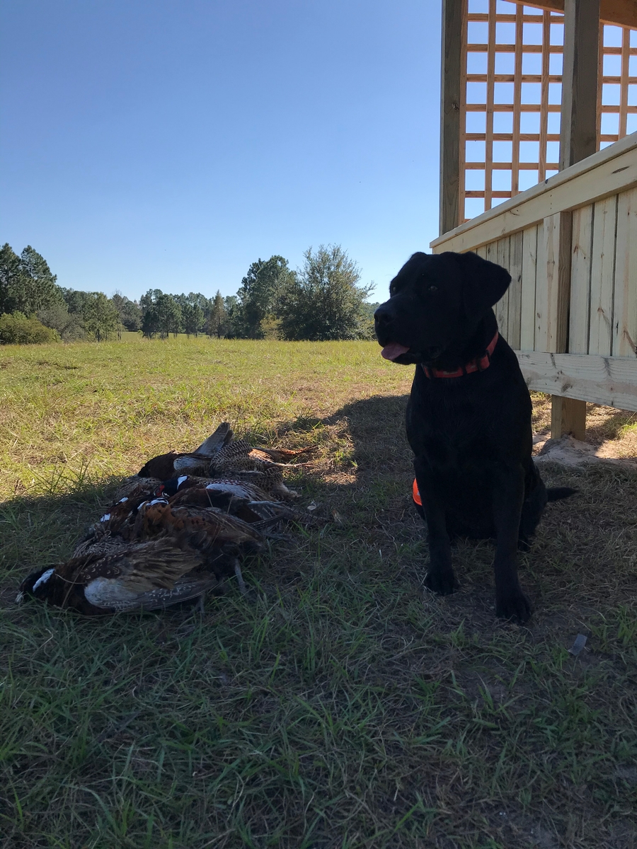 Florida Pheasant Shoots